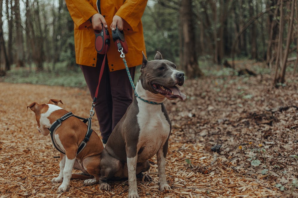 best dog walking coat uk